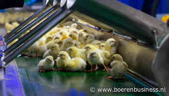 Broederijen schroeven productie flink op