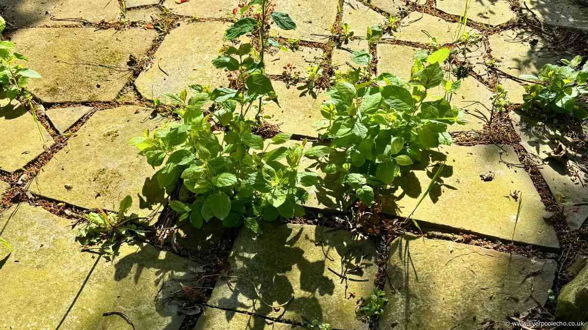 Weeds will keep off your patio without digging if you pour 1 natural item over them