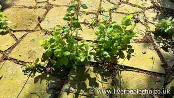 Weeds will keep off your patio without digging if you pour 1 natural item over them