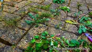 Weeds will die and stop growing on patios if you use 1 common kitchen object on them