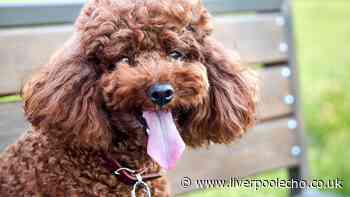 Blue Cross lists 27 funniest dog names they've heard in 2026