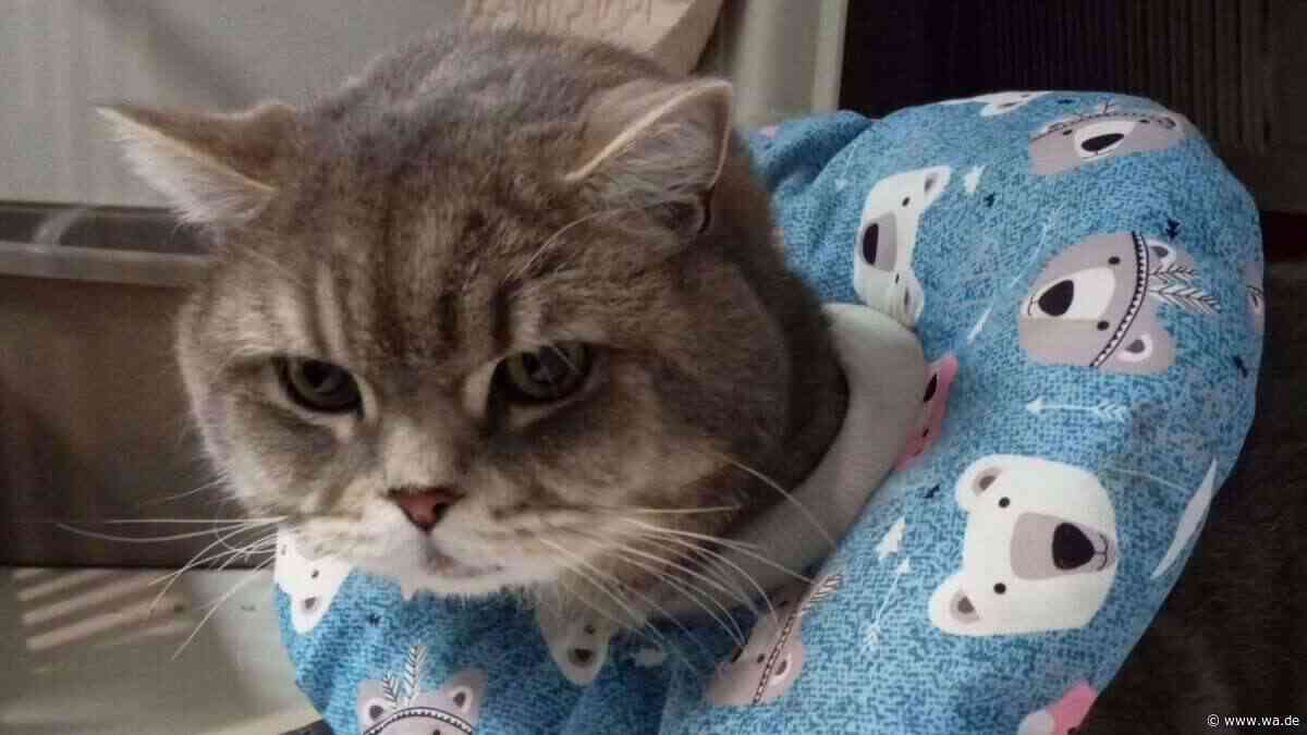 In Fenster eingeklemmt und aus dem 4. Stock gefallen: Kater Pasha muss dringend operiert werden