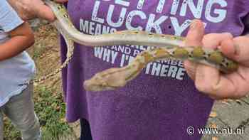Vrouw in het Limburgse Blerick vindt python in kledingkast op slaapkamer