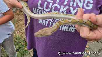 Vrouw in het Limburgse Blerick vindt python in kledingkast op slaapkamer