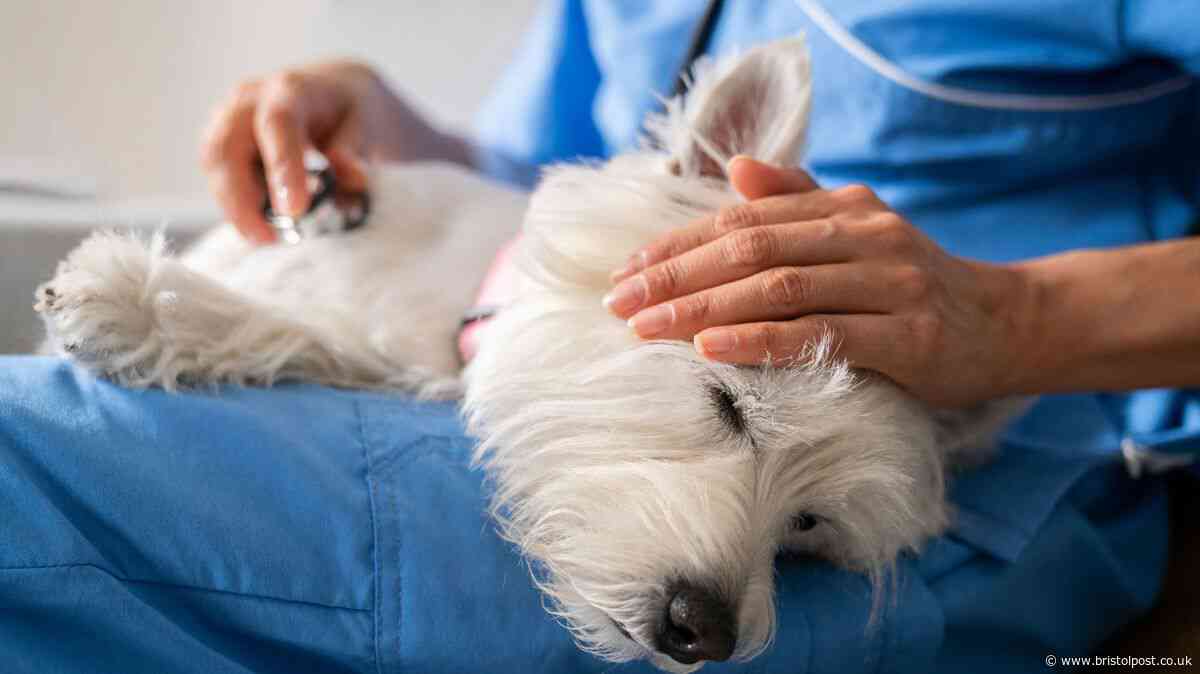 Dog food recalled after dozens of reports of eye problems