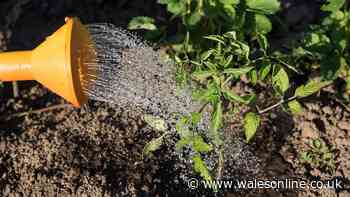 Common plant watering error UK gardeners need to avoid on hot days