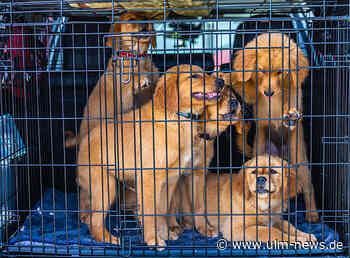 Kontrolle eines ausländischen Tiertransports
