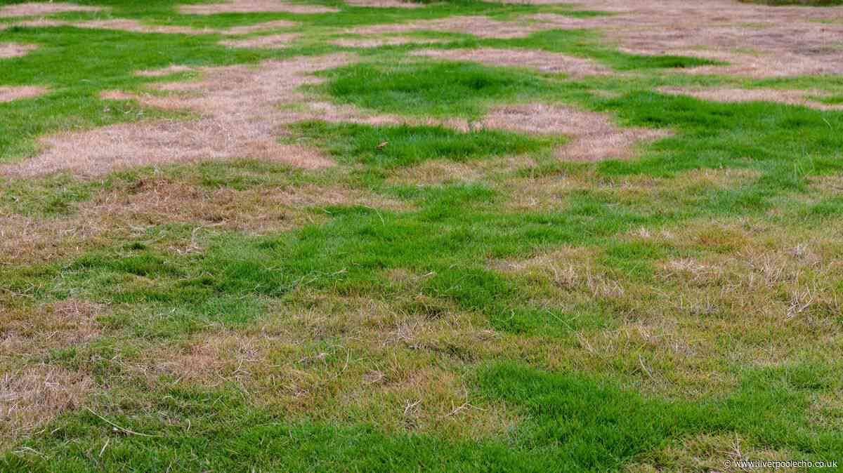 Gardeners urged to add 1 vital item to brown lawns this Sunday to revive them