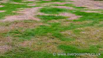 Gardeners urged to add 1 vital item to brown lawns this Sunday to revive them