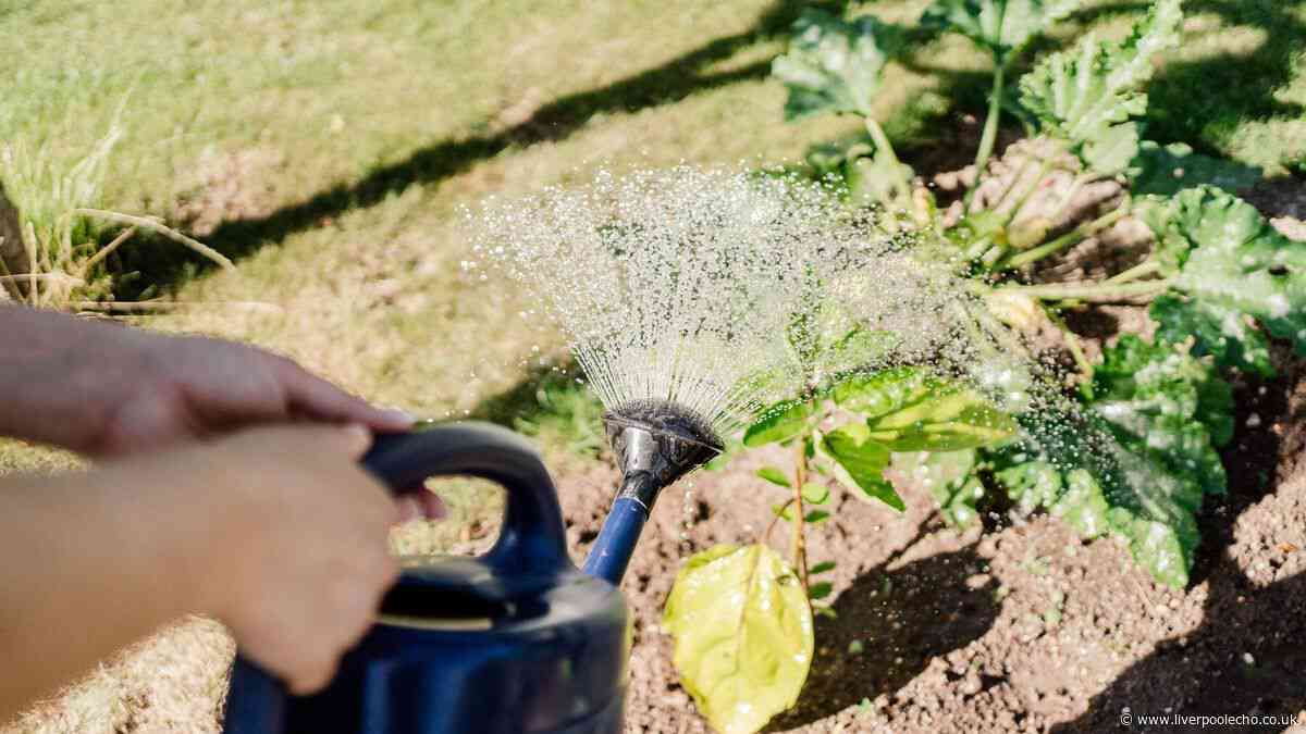 Avoid common plant watering mistake on hot days