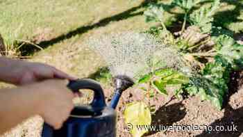 Avoid common plant watering mistake on hot days