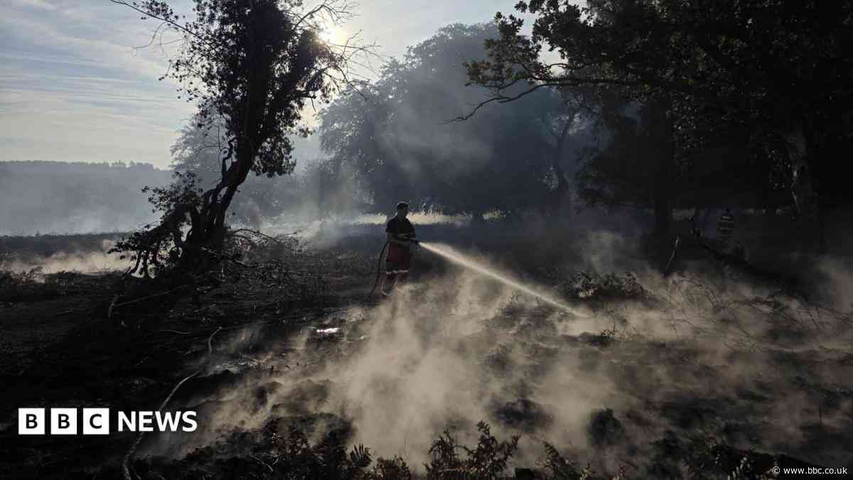 Forest recovery to take 'many years' after wildfire