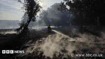 Forest recovery to take 'many years' after wildfire