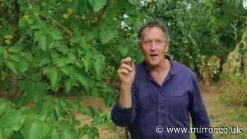 Monty Don issues August warning to anyone with fruit tree in garden amid drought