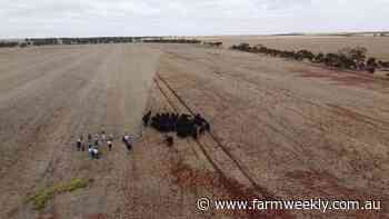 Unlocking grazing and calving potential with virtual fences at McAlpine Farms