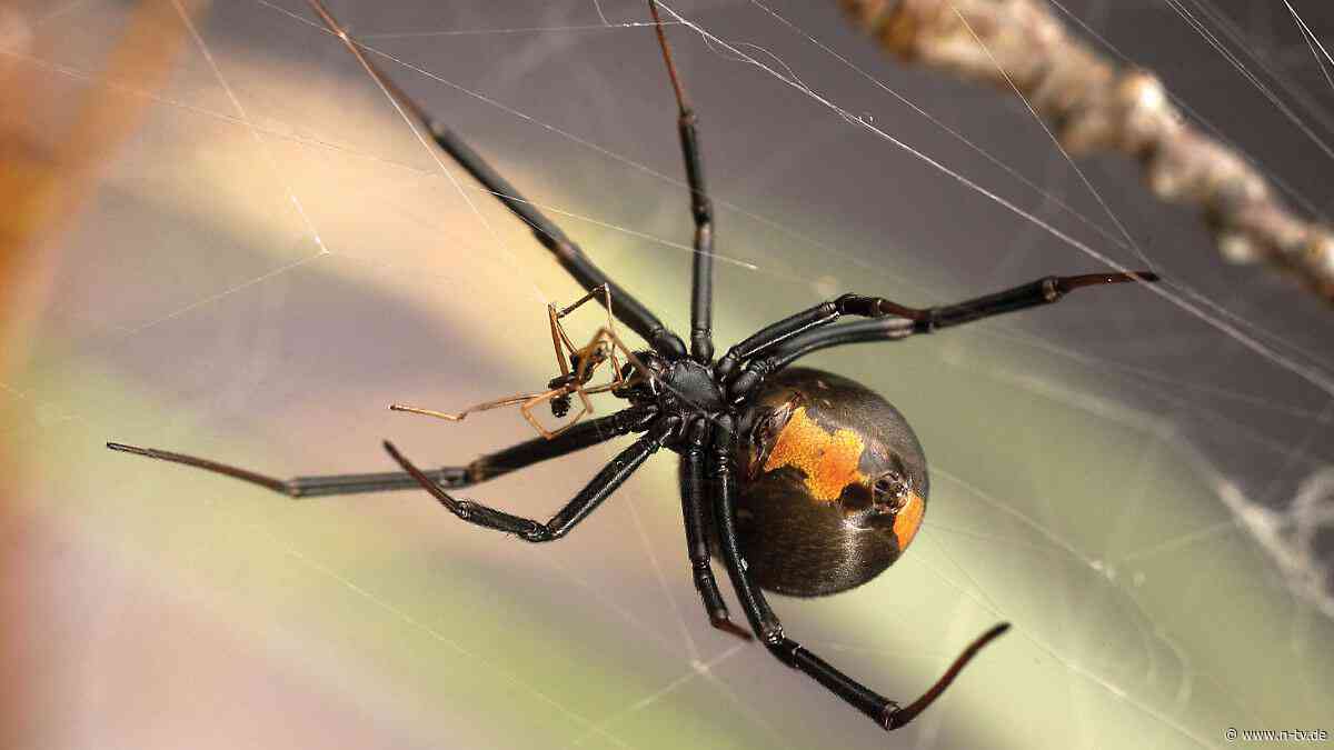 Rückwärtssalto vererbt: Schwarze-Witwe-Männchen tricksen Tod beim Sex aus