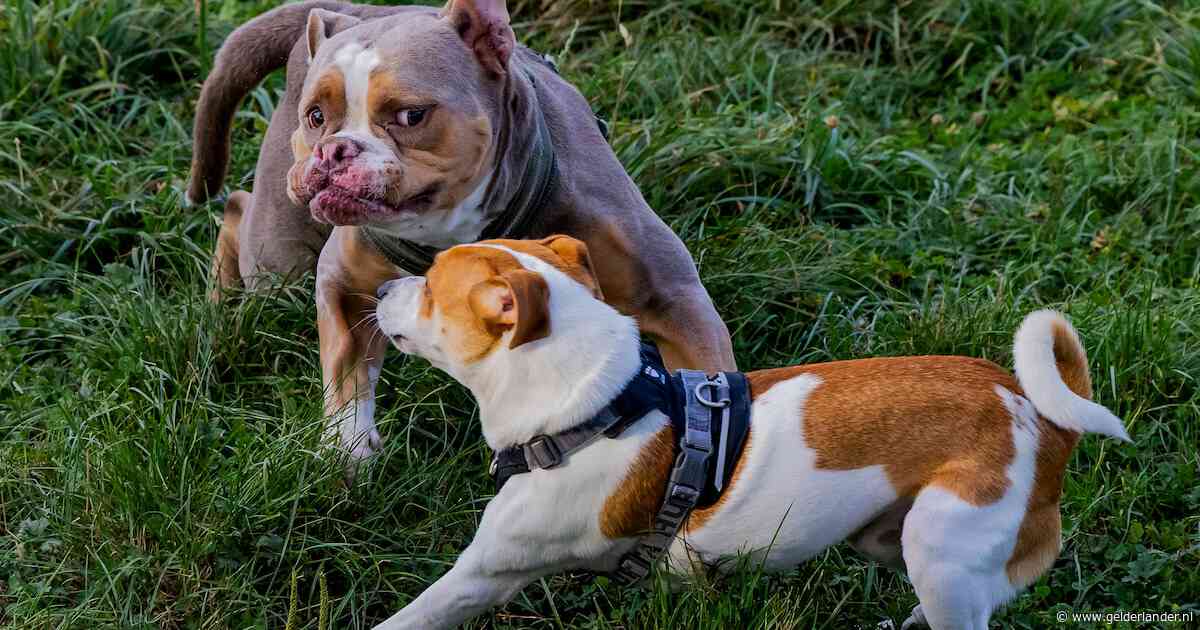 Is jouw hond de liefste van de wereld? Stuur je foto of video in!