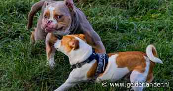 Is jouw hond de liefste van de wereld? Stuur je foto of video in!