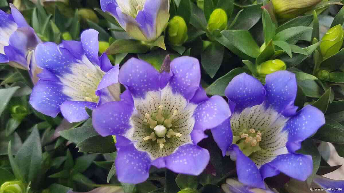 Sieben Herbstblüher, die Sie jetzt pflanzen sollten – in sechs Wochen blüht’s