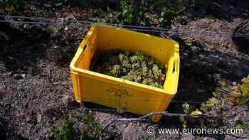 Champagne harvest starts early in France as heatwave speeds ripening