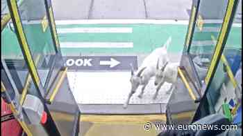 Unexpected passengers: Two goats surprise passengers by boarding a bus