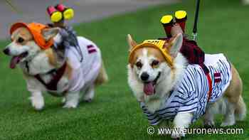 Corgis race, bark and dress up at quirky competition in Vilnius