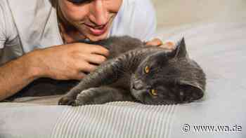Sind Sie ein Katzen- oder Hundemensch? Was die Psychologie dazu sagt