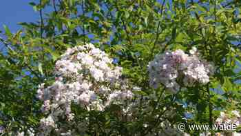 Dieser Rosen-Geheimtipp sorgt jetzt für Staunen im Garten