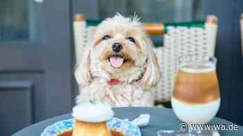 Diese Alltagsgefahr kann für Hunde schnell zum Notfall werden