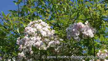 Dieser Rosen-Geheimtipp sorgt jetzt für Staunen im Garten