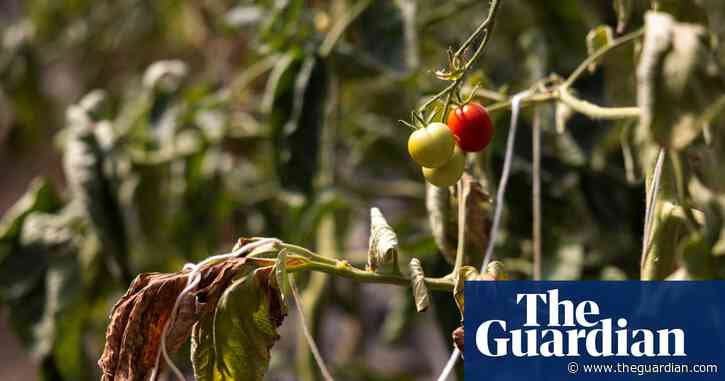 UK relies on heat-stressed countries for fruit and veg it could grow itself – report