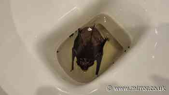 UK heatwave prompts unusual discovery as woman finds bat floating in her TOILET