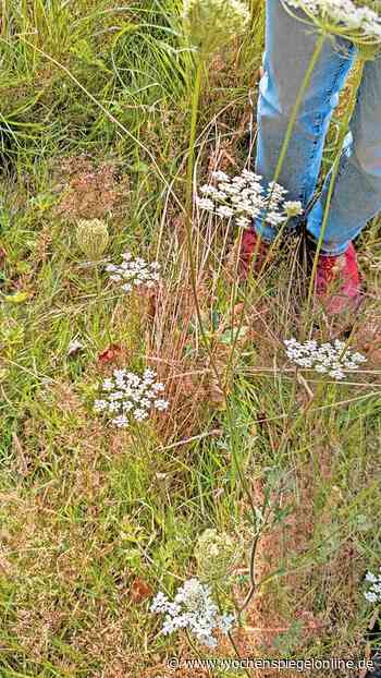 Wildpflanzenwanderung