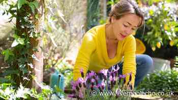Lavender will grow bushy with new flowers if you add 1 item to the soil