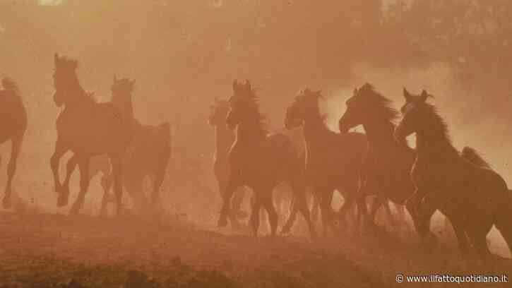 Un branco di cavalli aggredisce un cane: famiglia salvata dai vigili del fuoco sul Monte Generoso
