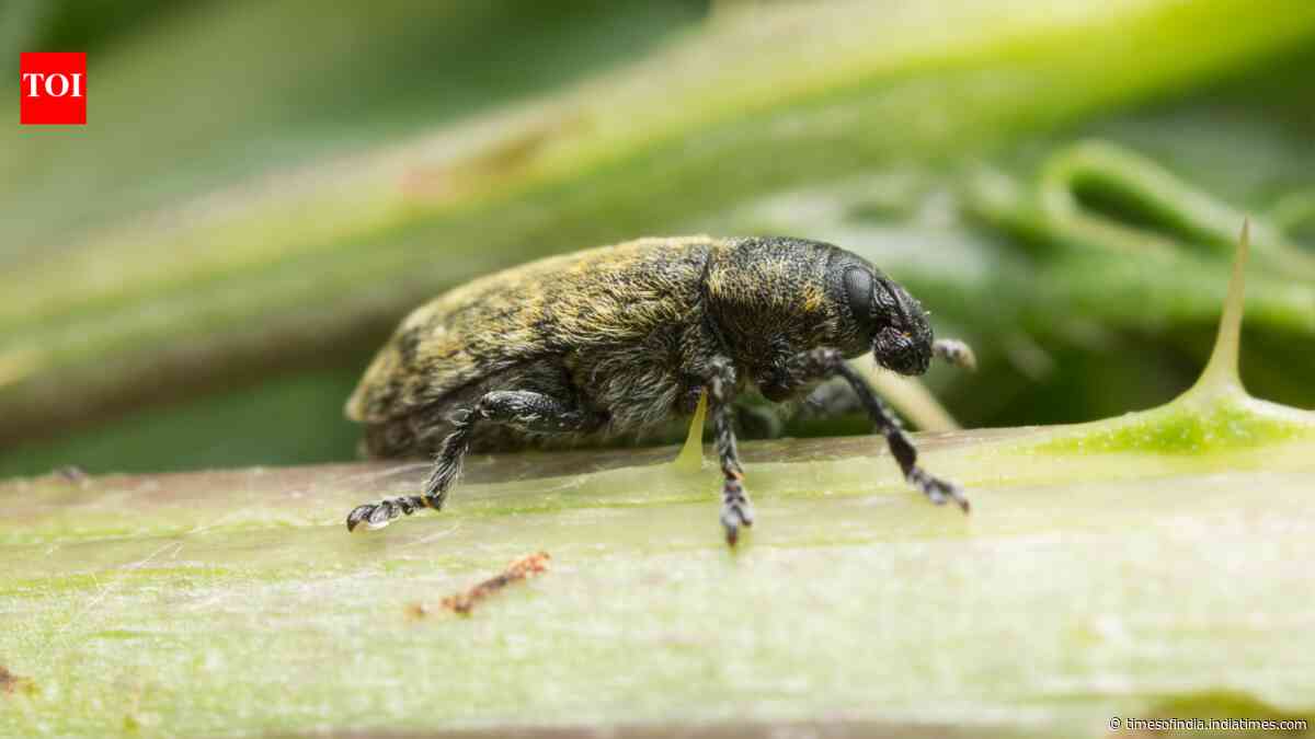 Between 1969 and 1972, US released a weevil to fight musk thistle; it later attacked native thistles