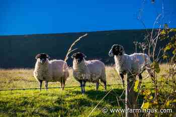 Bluetongue meetings announced as UK cases rise to over 470