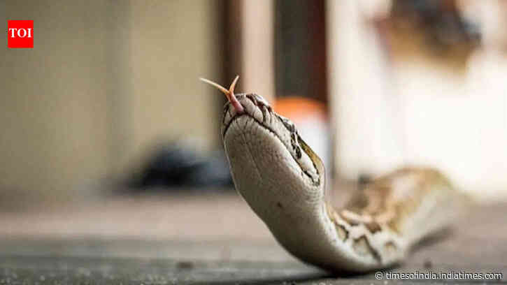 Snake in the house during monsoon? 7 things you should NEVER do