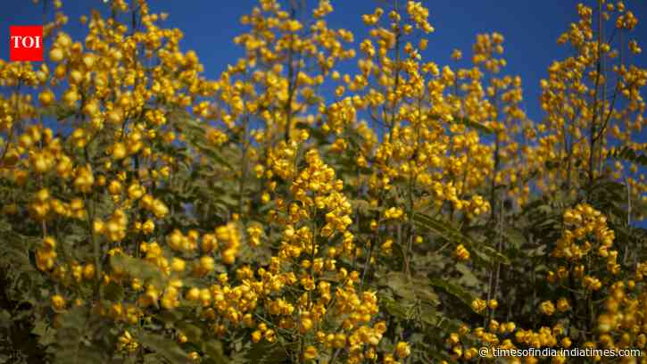 Invasive Senna Threat Grows: Shade tree now covers 35% of Wayanad sanctuary; tribes lose forest foods