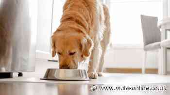 Dog food recall issued as pets develop painful eye condition