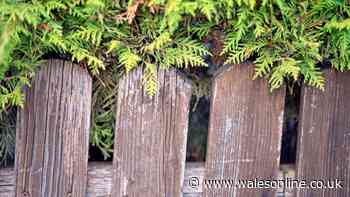 What to do if neighbour's tree crosses into your property — legal rights