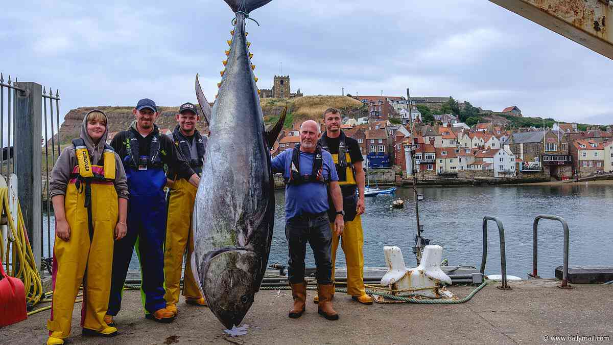Why are bluefin tuna back in UK waters? As a 746lb fish is caught in the North Sea for the first time in 90 years, scientists reveal how warming seas and strict fishing quotas have brought back the giant predators
