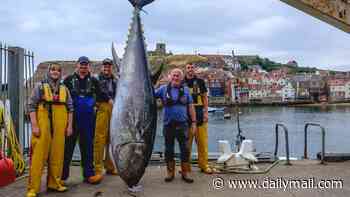 Why are bluefin tuna back in UK waters? As a 746lb fish is caught in the North Sea for the first time in 90 years, scientists reveal how warming seas and strict fishing quotas have brought back the giant predators