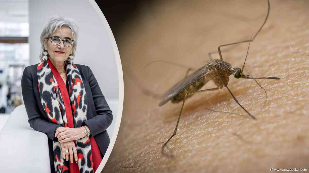 Westnijlvirus duikt door doodgewone mug op in Nederland: ’In uiterste gevallen kunnen verlammingsverschijnselen optreden’