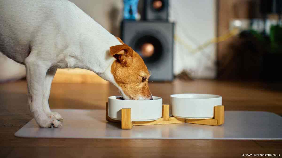 Dog owners urged to stop feeding premium pet food ‘immediately’ over dry eye fears
