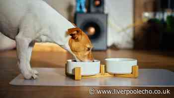Dog owners urged to stop feeding premium pet food ‘immediately’ over dry eye fears