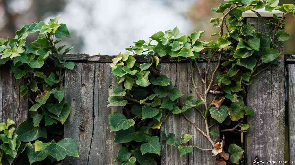 Your legal rights when a neighbour's tree branches or roots cross your boundary