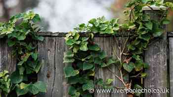 Your legal rights when a neighbour's tree branches or roots cross your boundary