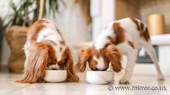 Premium dog food brand issues recall after pets develop ‘extremely painful’ condition