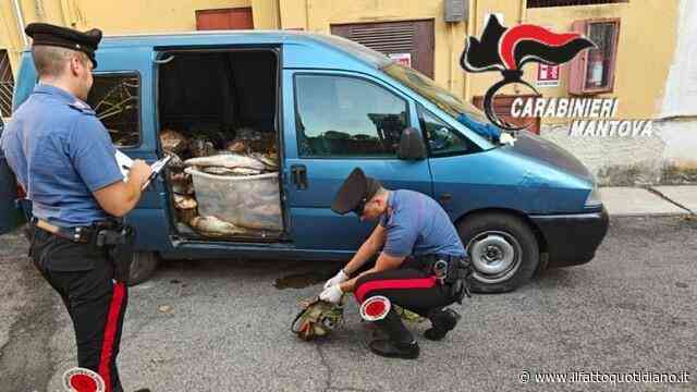 Pescano quasi una tonnellata di pesce siluro nel Po usando uno storditore elettrico: in sei denunciati per bracconaggio